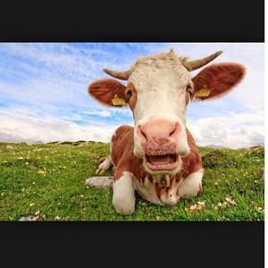 Meet your Posher, Rhema